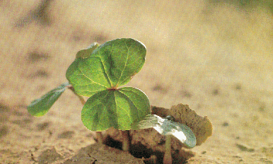 growth